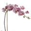 Arrangement Orchid in Vase