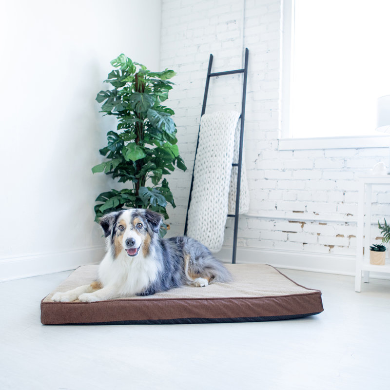 Lit orthopédique pour chien Petmate Bentley, 44 po x 34 po x 3 po, Brun sephia