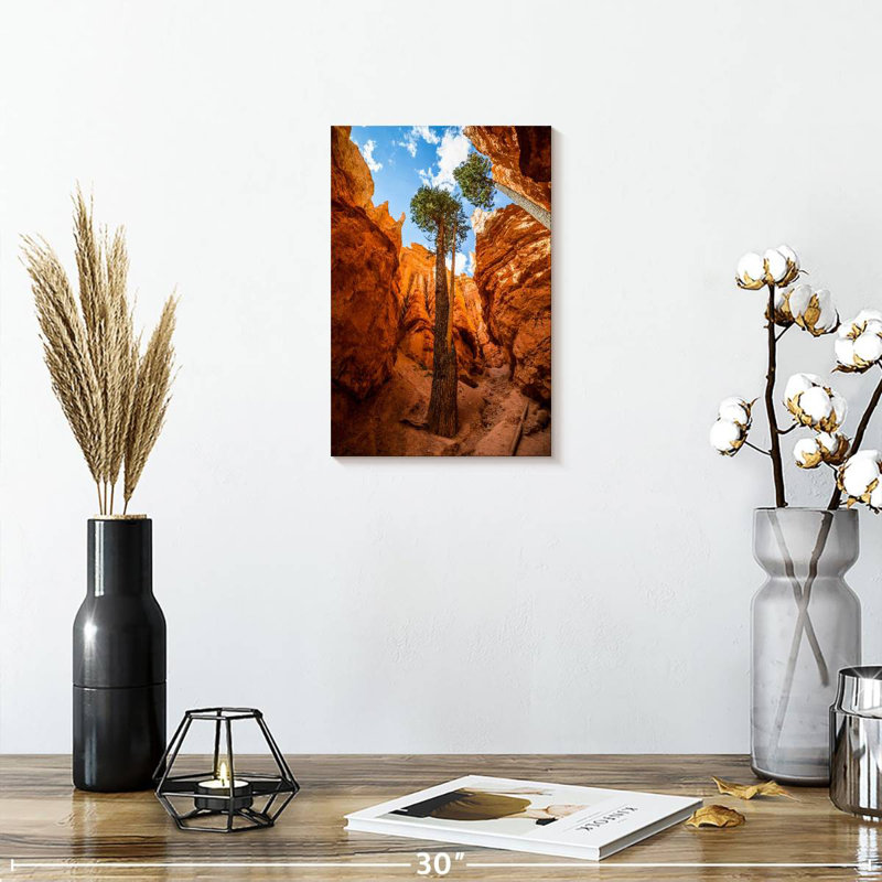 Navajo Forest