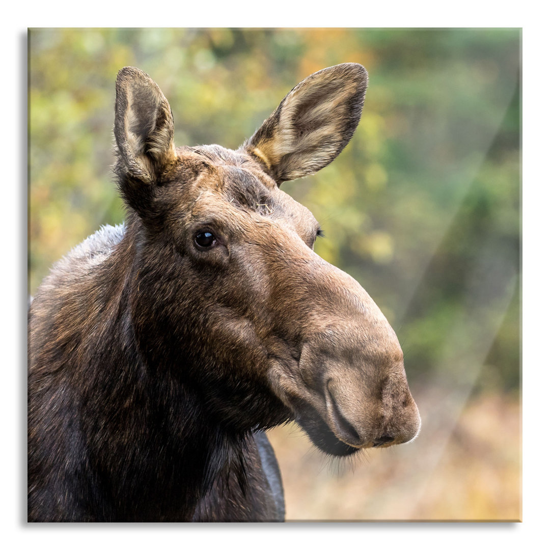 Glasbild Elch im Wald