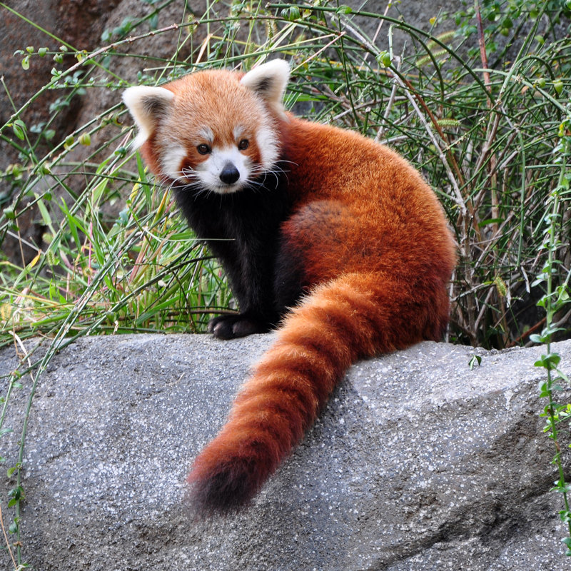 " Red Panda " Color Photography Print, 20" W x 20" H