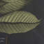 «Foliage Dramatique I» par Vision Studio, reproduction d'art encadrée texturée matte sous verre-268131752