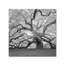 Art mural sur toile tendue - Art mural Moises Levy «The Tree Square-BW 2» pour le salon, la chambre à coucher ou le bureau - 14 x 14-22558415