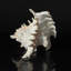 Genuine Ramose Murex Shell (2.5 Lbs)