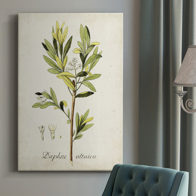 " Antique Herb Botanical IV "
