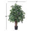 Ming Aralia plante de sol en pot
