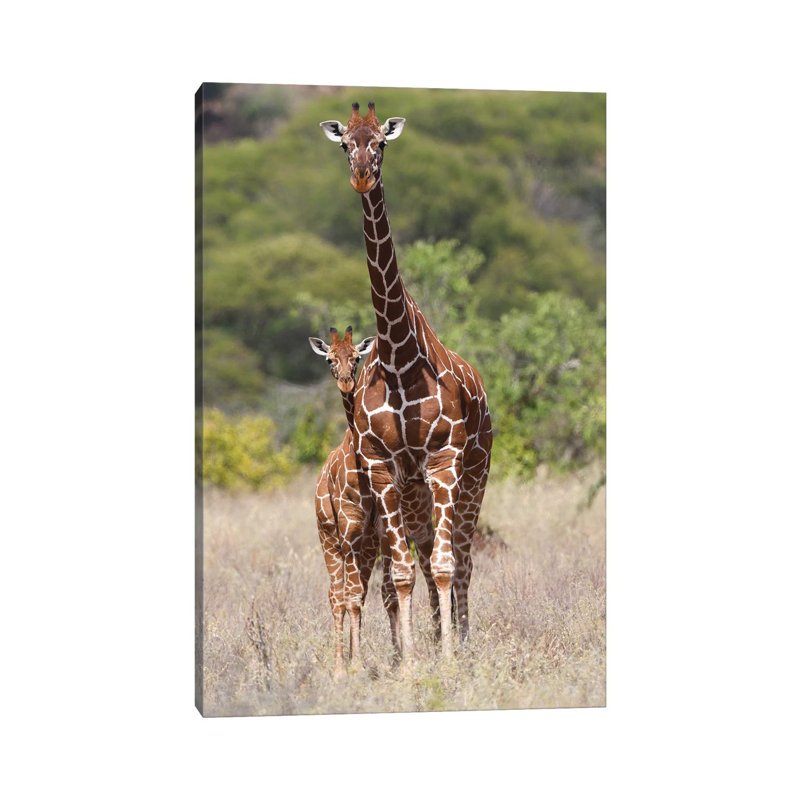 Reticulated Giraffe by Elmar Weiss - Wrapped Canvas Print, 66.04 cm H x 45.72 cm W