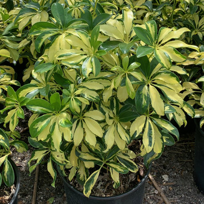 OnlinePlantCenter Live Foliage Plant in Pot