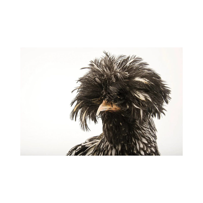 A Silver Crested Polish Chicken At The Knoxville Zoo by Joel Sartore - Gallery-Wrapped Canvas Giclée on Canvas, Canvas