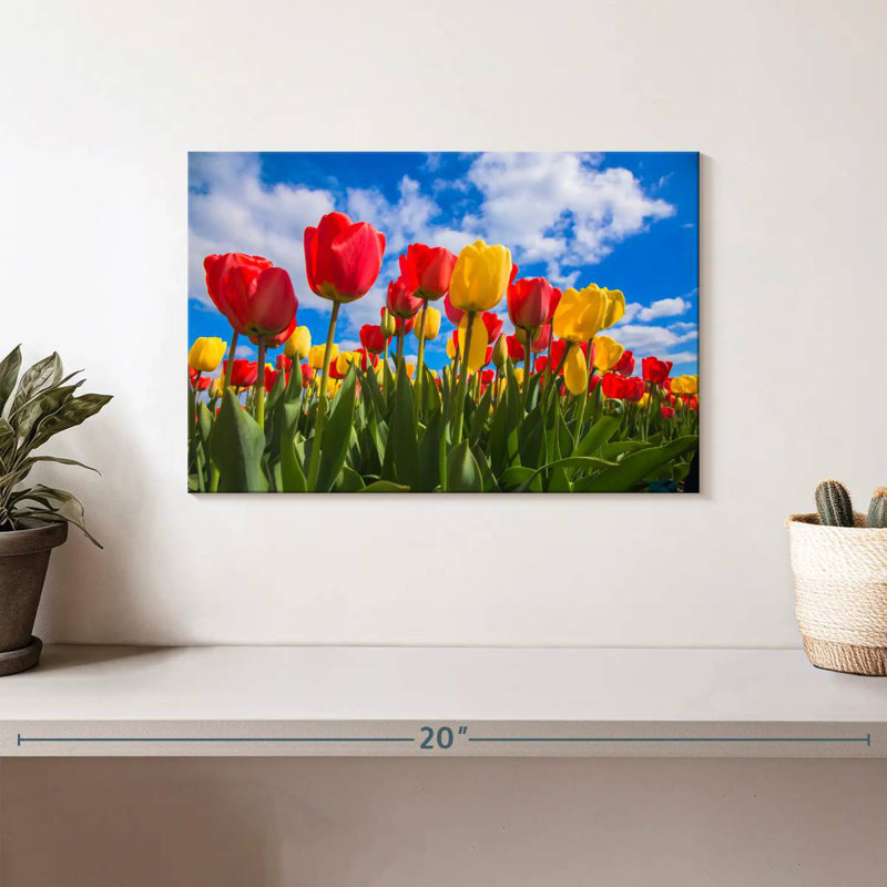 Champ de tulipes Harnek Spring, H 8 po x l 12 po