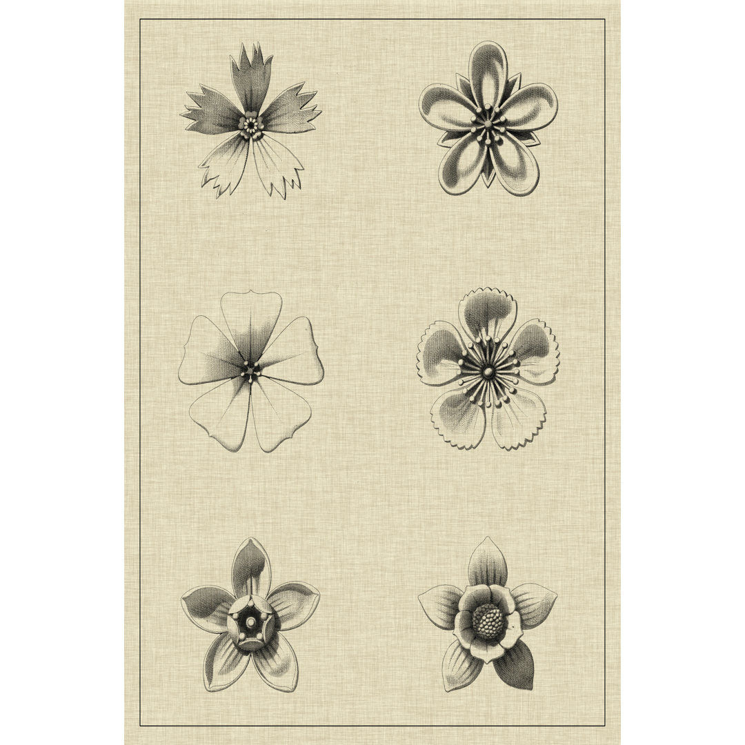 Floral Rosette II by Vision Studio - Wrapped Canvas Drawing