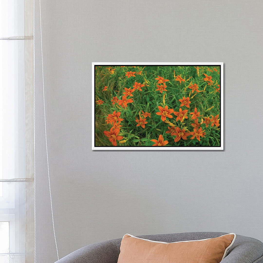 Orange Daylily Growing In Meadow, North America von Tim Fitzharris - Gallery-Wrapped Canvas Giclée on Canvas