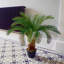 80cm Faux Plant in Pot Liner