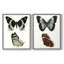 Papillons bleus antiques I - impression encadrée de qualité supérieure - prête à être accrochée - aucun clou requis - aucun clou requis-1500106521-1500106527
