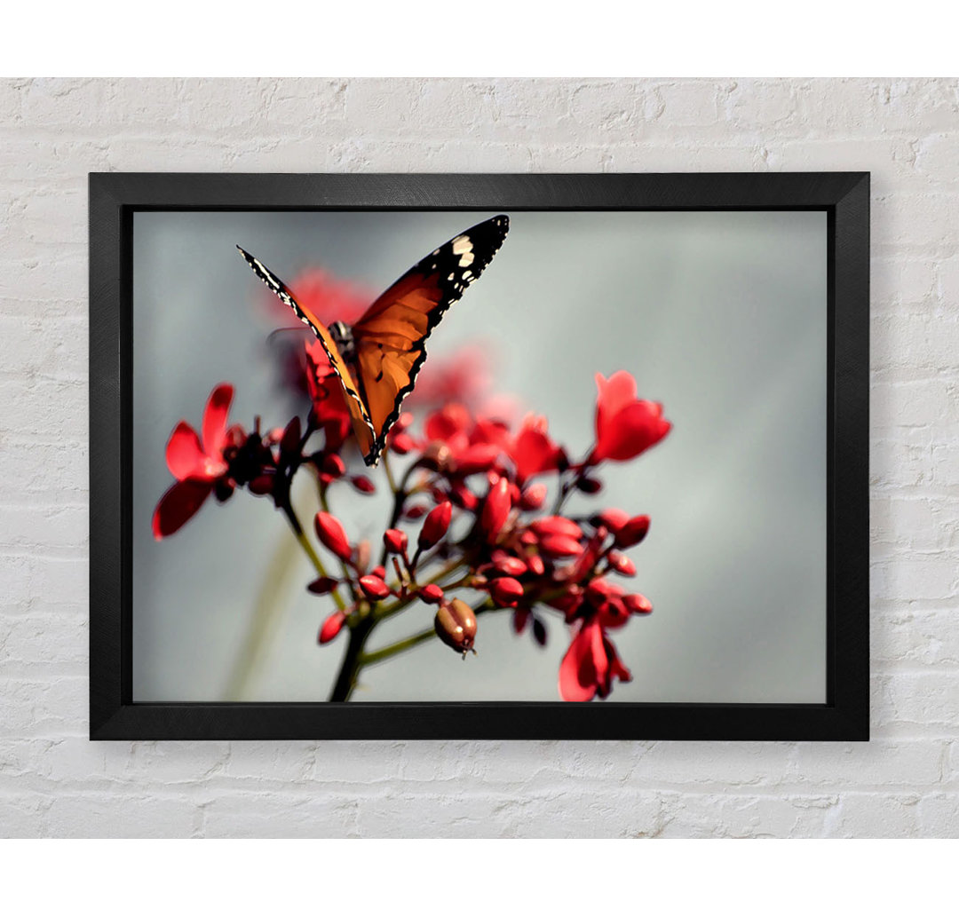 Orange Schmetterling auf Blume - Druck