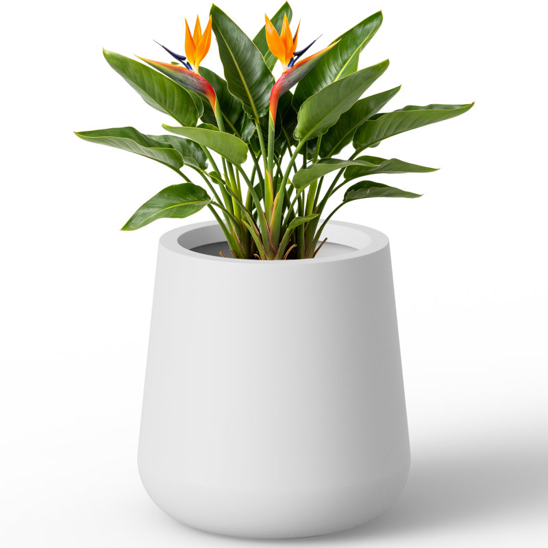 17.5" H x 14.5" W Curved Concrete Planter for Indoor and Outdoor Plants with Drainage, Bright White, Bright White
