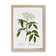 Elderflower Tree by Pierre-Joseph Redoute - Single Picture Frame Painting