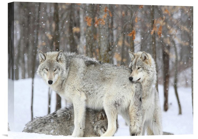Gray Wolves Huddle Together Snowstorm Canvas Print 12" x 16"