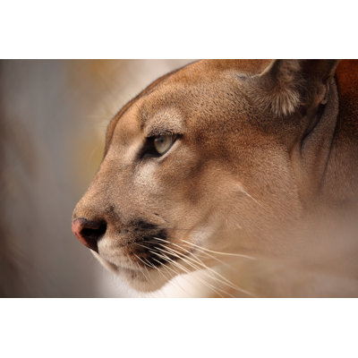 " Mountain Lion " by Heckepics