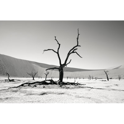 Desert trees 157307603