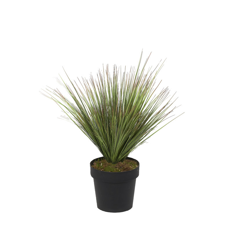 3' Onion Grass in Black Nursery Pot
