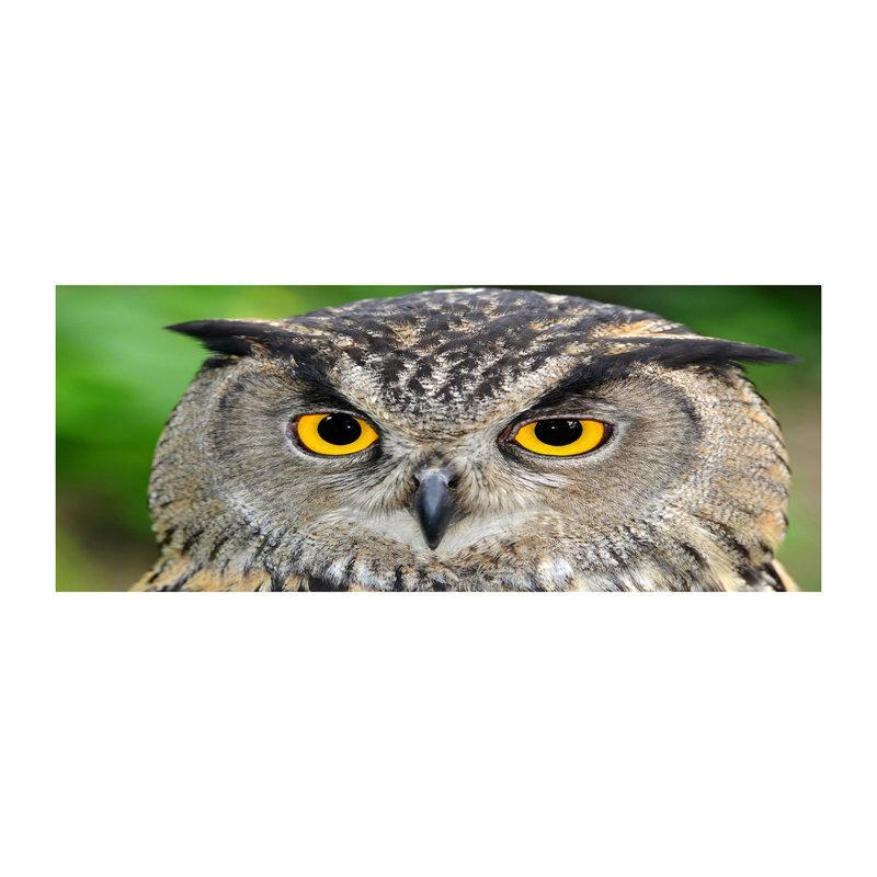 Owl - No Frame Print, Glass, 70cm H x 100cm W