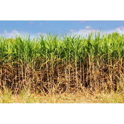 Sugar Cane Industrial - Wrapped Canvas Print