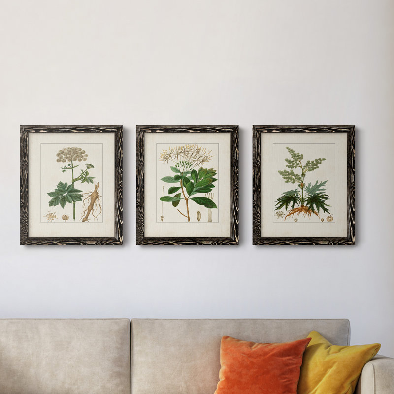 Antique Turpin Botanical I - ensemble de 3 peintures sur toile encadrées, H 20 po x l 51 po x P 1,5 po, Toile avec cadre noir