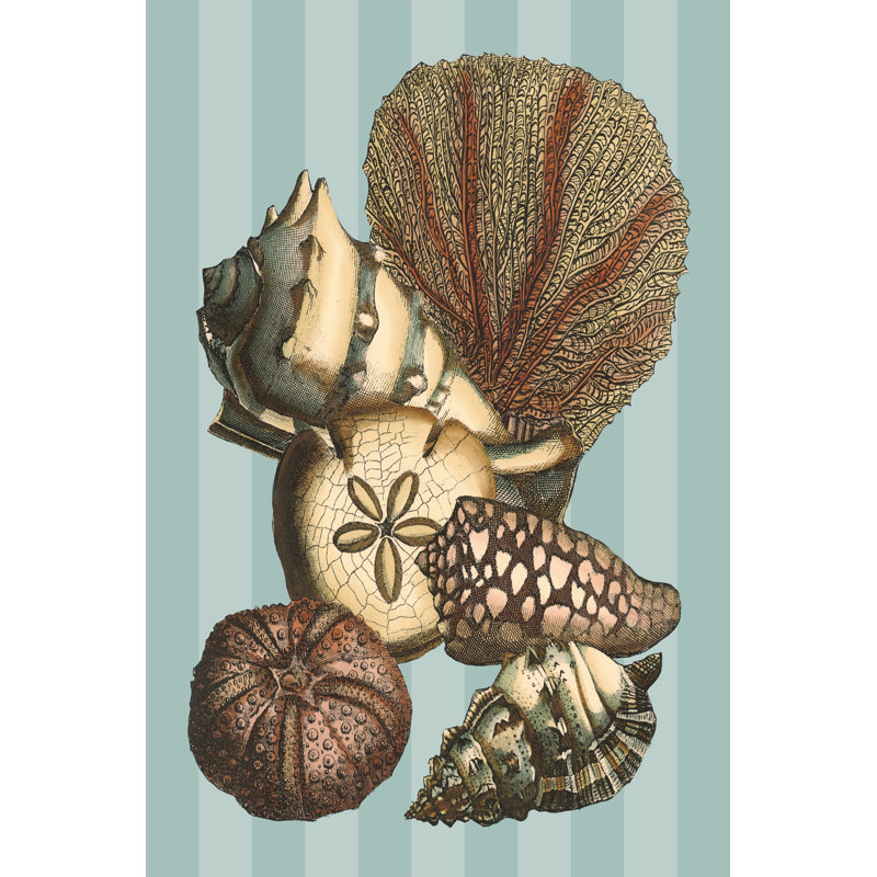 Shell & Coral On Aqua II (D) by Vision Studio - Wrapped Canvas Print, 76cm H x 51cm W