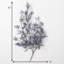 Valdes Lavender Stems