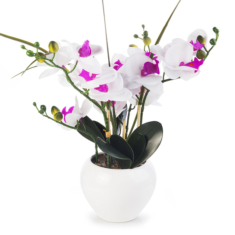 Orchid Arrangement in Pot