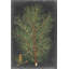 «Dramatic Pine II», peinture sur toile-186314093-217622245-217622252
