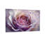 Plantes et fleurs, rose mauve, reproduction d'art-1449270801