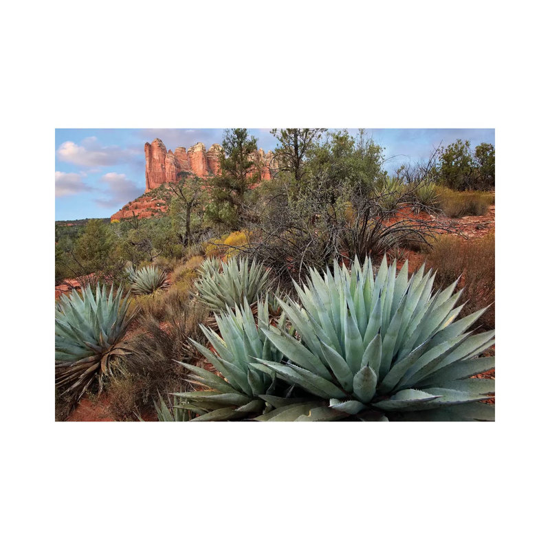 Agave And Coffee Pot Rock Near Sedona, Arizona by Tim Fitzharris - Wrapped Canvas Print, 8cm H x 12cm W