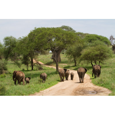 Elephant Herd 1 Piece Wrapped Canvas Wall Art