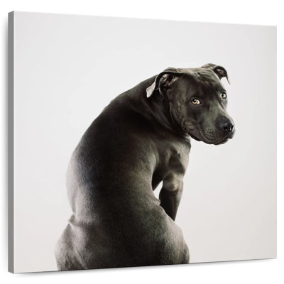 Crowle Shy Pit Bull