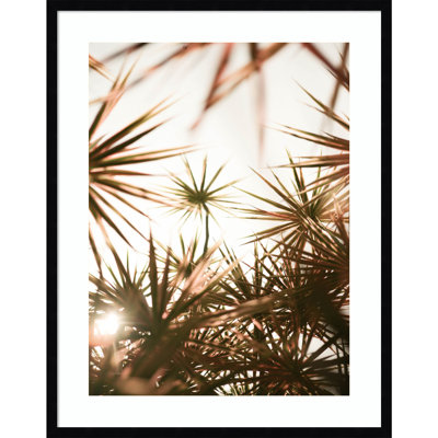 Daisey "Starlight Through Palms" Print