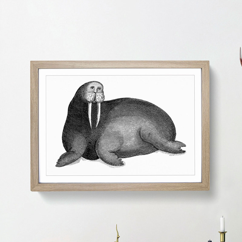 Walrus in Black & White by George Shaw - Picture Frame Drawing Print, 36cm H x 48cm W x 2cm D, Oak Framed