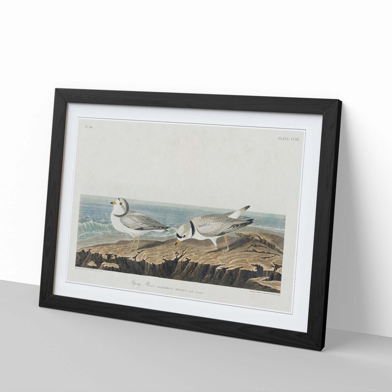 Piping Plover Birds by John Audubon - Picture Frame Painting Print, 27cm H x 36cm W x 2cm D, Black Framed