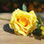 Fleurs et roses-1333865753