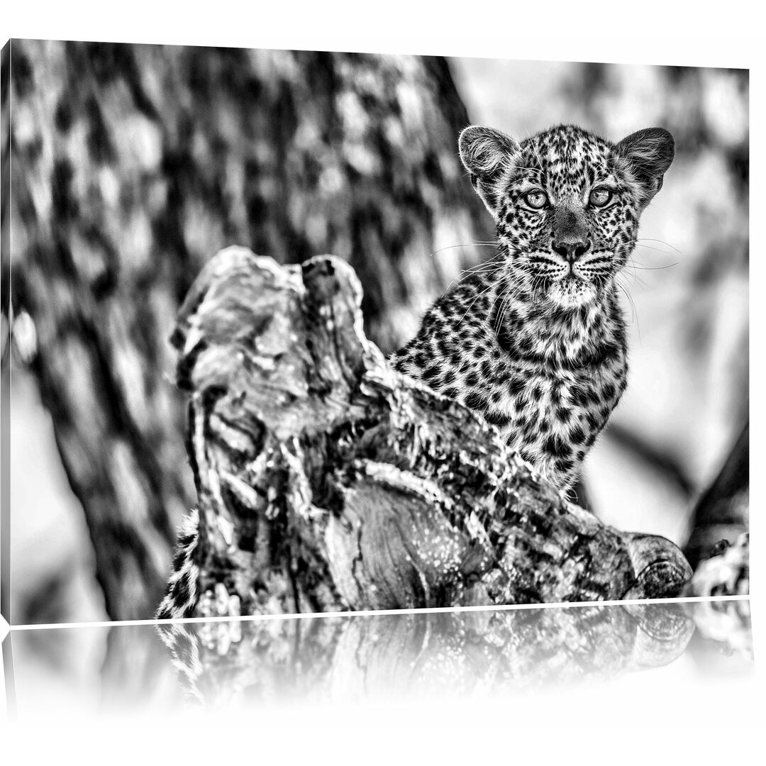 Leinwandbild Neugieriges Leoparden Junges auf Baum in Monochrom