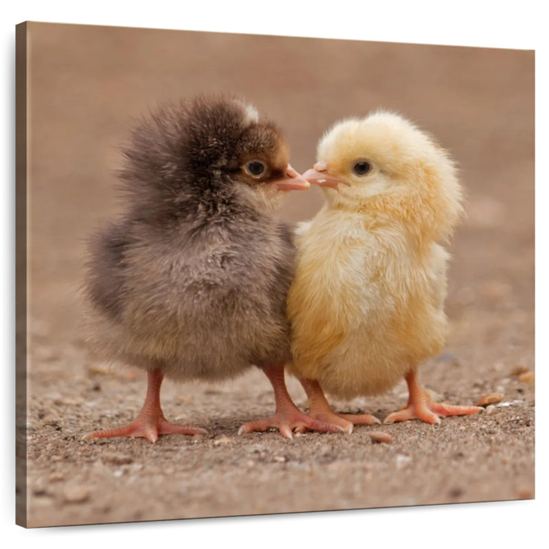 Brampt Pecking Baby Chicks