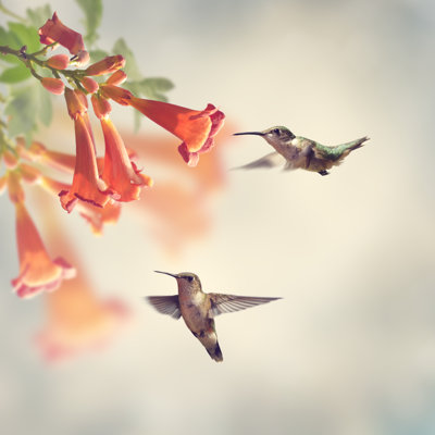 " Ruby Throated Hummingbirds " by Saddako