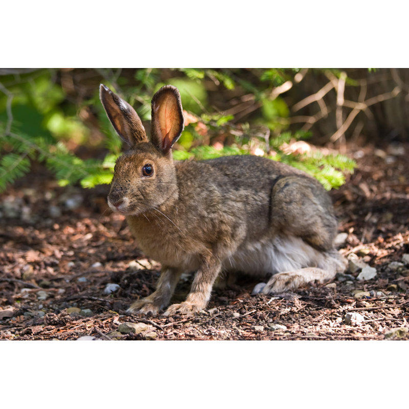 Snowshoe Hare On The Forest Floor by Janeff - Wrapped Canvas Print, 32"H x 48"W