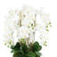 Orchid Arrangement in Round Fiberstone Pot-1233830116