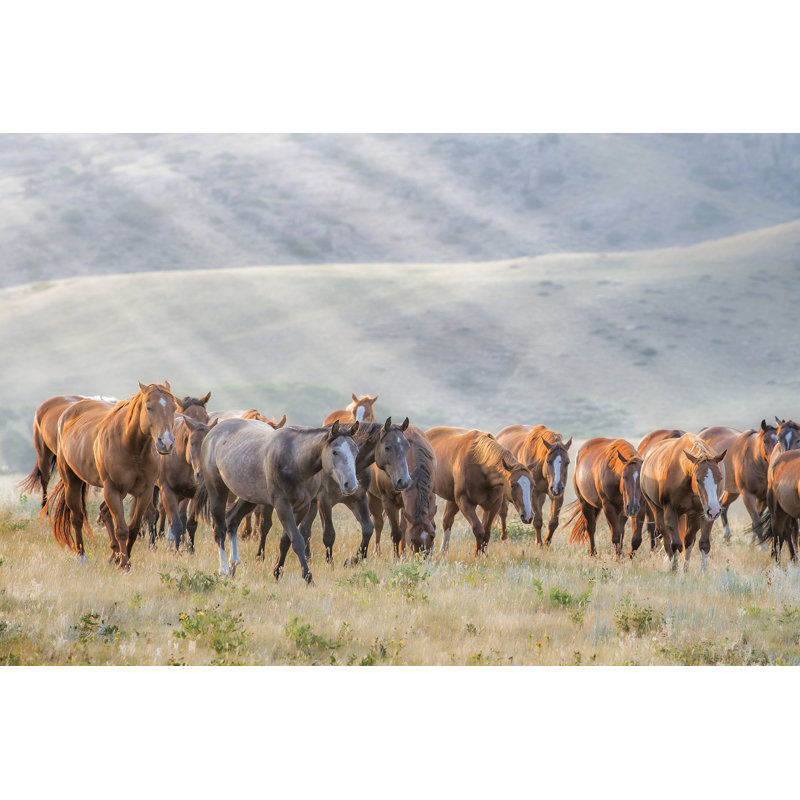 Sunkissed Horses III - Wrapped Canvas Print, 20cm H x 30cm W x 3.8cm D
