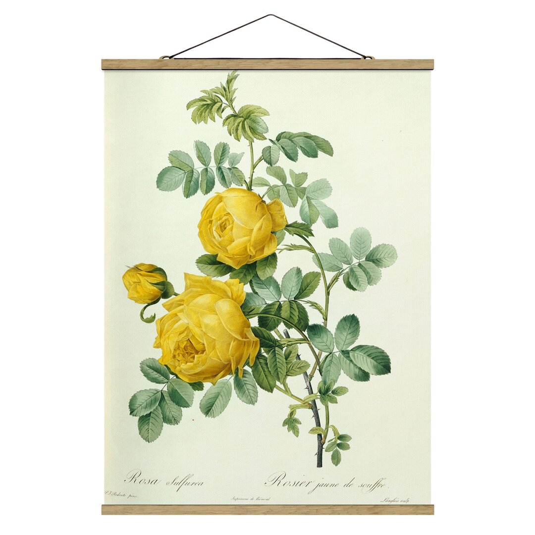 Wandbild Rosa Sulfurea von Pierre Joseph Redouté