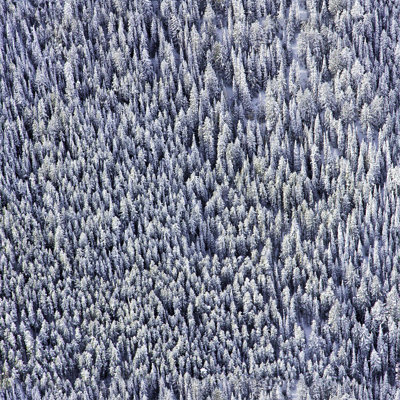 Gray Malin Snowy Pines 10' L x 24" W Wallpaper Tile