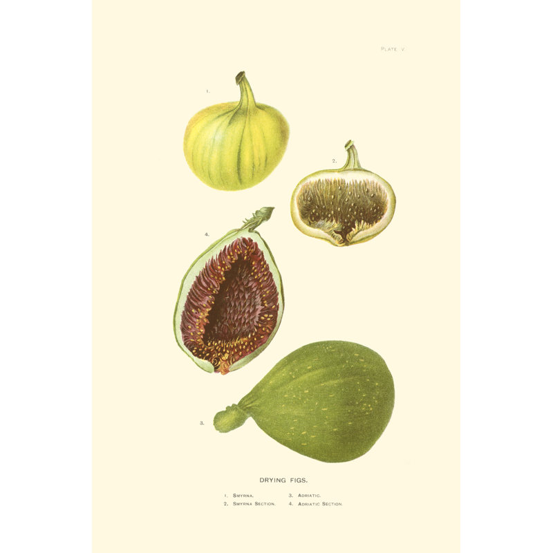 Figs - Wrapped Canvas Print, 30cm H x 20cm W