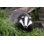 " Badger "
